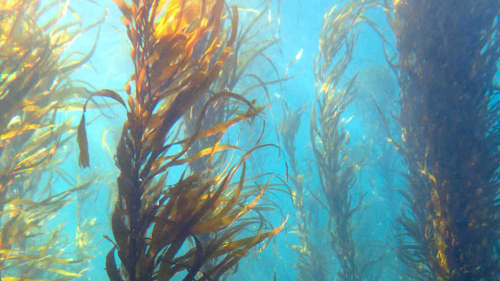 Giant Kelp need our help to play vital role in Tasmania and Southern