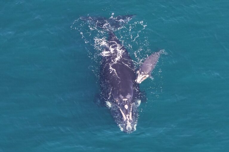 Callosity Patterns Whaley interesting facts about Southern Right whales - Marine Business News