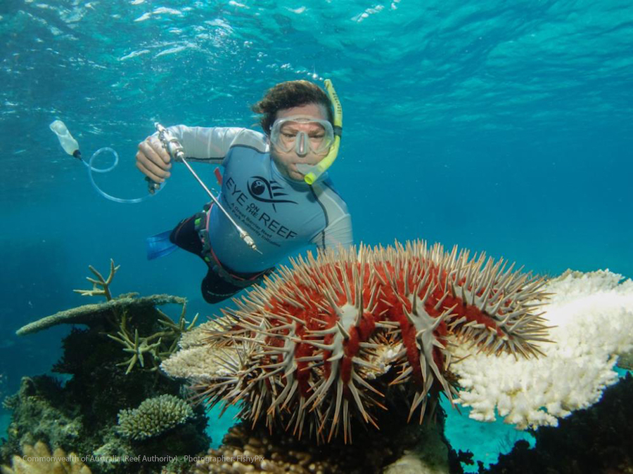 New study reveals benefits of crown-of-thorns starfish control on the