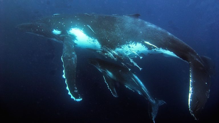 https://www.marinebusinessnews.com.au/wp-content/uploads/2026/09/Whale-articles-Linkedin-1-768x432.jpg